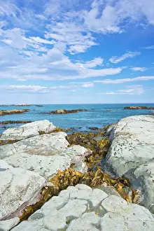 Kelp: New Zealand, South Island, Kaikoura, Seal