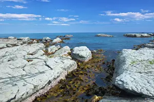 Kelp: New Zealand, South Island, Kaikoura, Seal
