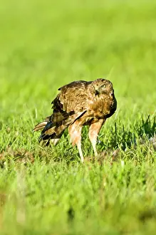 Harrier: New Zealand, South Island, Karamea. Australasian