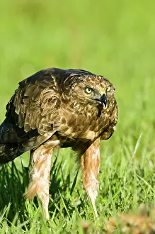 Harrier: New Zealand, South Island, Karamea. Australasian