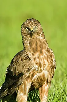 Harrier: New Zealand, South Island, Karamea. Australasian