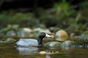 Fredrik: New Zealand, South Island, Karamea. Blue