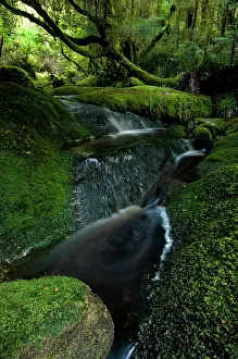 Fredrik: New Zealand, South Island, Karamea. Forest