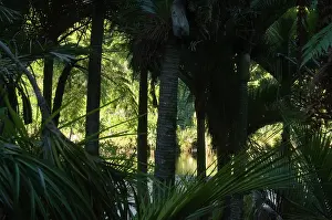 Fredrik: New Zealand, South Island, Karamea. Nikau