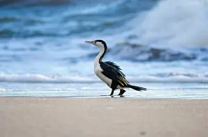 Shag: New Zealand, South Island, Karamea. Pied
