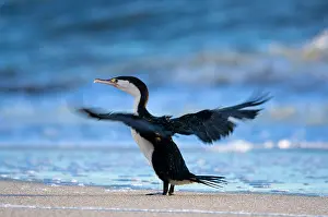 Shag: New Zealand, South Island, Karamea. Pied
