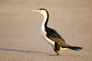 Shag: New Zealand, South Island, Karamea. Pied