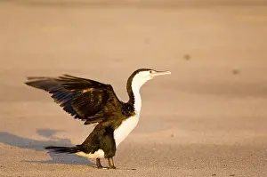 Shag: New Zealand, South Island, Karamea. Pied