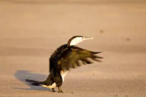 Shag: New Zealand, South Island, Karamea. Pied