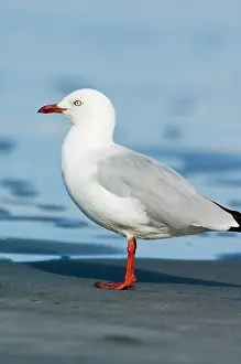 Scopulinus: New Zealand, South Island, Karamea. Red-billed
