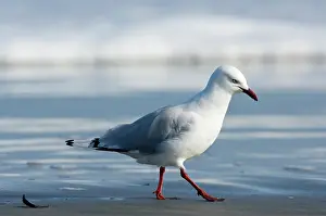 Fredrik: New Zealand, South Island, Karamea. Red-billed