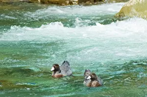 Arthurs: New Zealand, South Island, Kelly Creek