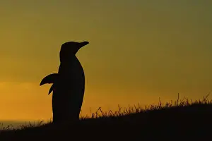 Fredrik: New Zealand, South Island, Otago, Katiki