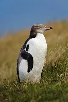 Fredrik: New Zealand, South Island, Otago, Katiki