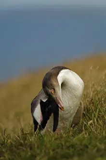 Fredrik: New Zealand, South Island, Otago, Katiki