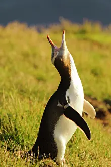 Fredrik: New Zealand, South Island, Otago, Katiki