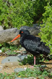 Haematopus: New Zealand, South Island, Otago, Omaru