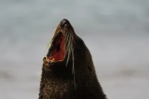 Arctocephalus: New Zealand, South Island, Otago, Omaru