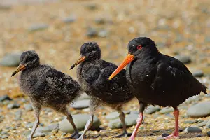 Haematopus: New Zealand, South Island, Otago, Omaru