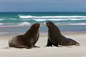 Jackrel: New Zealand, South Island, Otago Penninsula