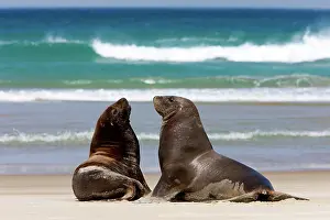 Jackrel: New Zealand, South Island, Otago Penninsula