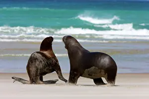 Jackrel: New Zealand, South Island, Otago Penninsula