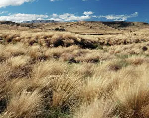 Tussock: New Zealand, South Island, Red Tussock Region