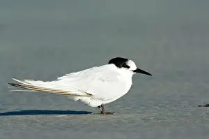 Striata: New Zealand, South Island, Westport, Tauranga