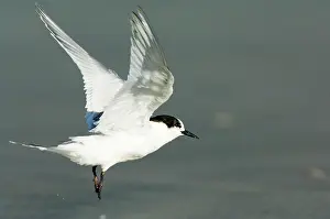 Striata: New Zealand, South Island, Westport, Tauranga