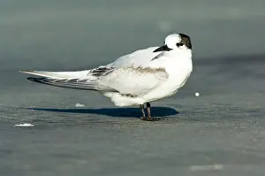 Striata: New Zealand, South Island, Westport, Tauranga