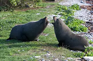 Arguing: New Zealand / Southern / Australasian / Antipodean