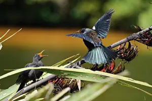 Novaeseelandiae: New Zealand, Southland, Stewart Island