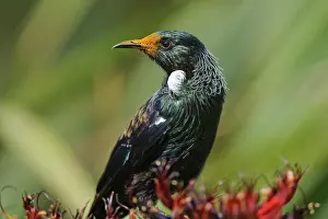 Novaeseelandiae: New Zealand, Southland, Stewart Island