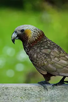 Kaka: New Zealand, Southland, Stewart Island