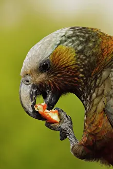 Kaka: New Zealand, Southland, Stewart Island