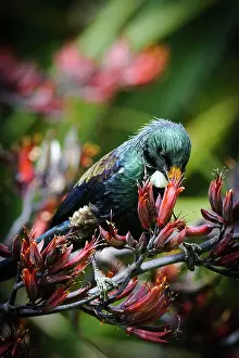 Novaeseelandiae: New Zealand, Southland, Stewart Island