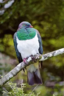 Novaeseelandiae: New Zealand, Southland, Stewart Island