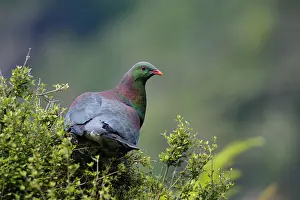 Novaeseelandiae: New Zealand, Southland, Stewart Island