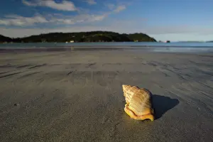 Stewart: New Zealand, Southland, Stewart Island