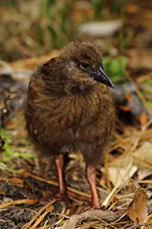 Oban: New Zealand, Southland, Stewart Island