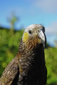 Kaka: New Zealand, Southland, Stewart Island