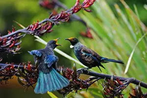 Novaeseelandiae: New Zealand, Southland, Stewart Island