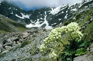 Bristly: New Zealand - springtime, Bristly Carrot