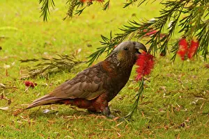 Kaka: New Zealand, Stewart Island, Oban Township