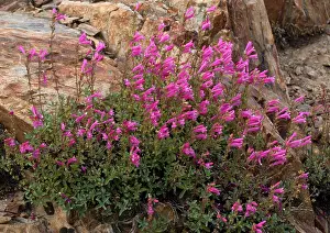 Penstemons: Newbery's penstemon