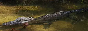 Alligatoridae: Newborn Alligator on Mother's Back