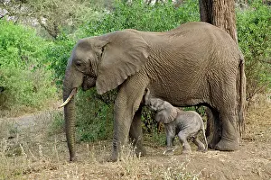Manyara: Newborn baby elephant nursing, Elephant