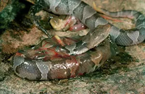 Giving: Newborn Copperhead