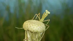 Mantis: Newborn green Praying Mantis sit on top of dandelions