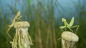 Tops: Two newborn green Praying Mantis sit on tops of